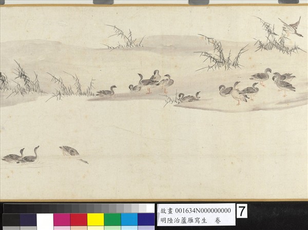 明陸治蘆雁寫生　卷