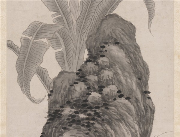 明沈周蕉石圖　軸