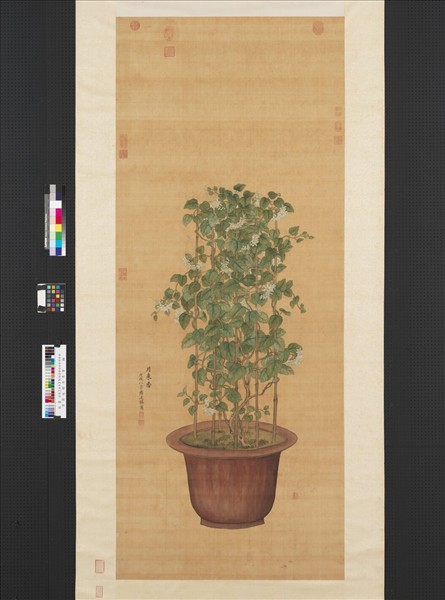 清蔣廷錫月來香圖　軸