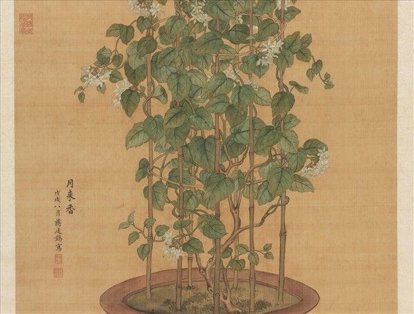 清蔣廷錫月來香圖　軸