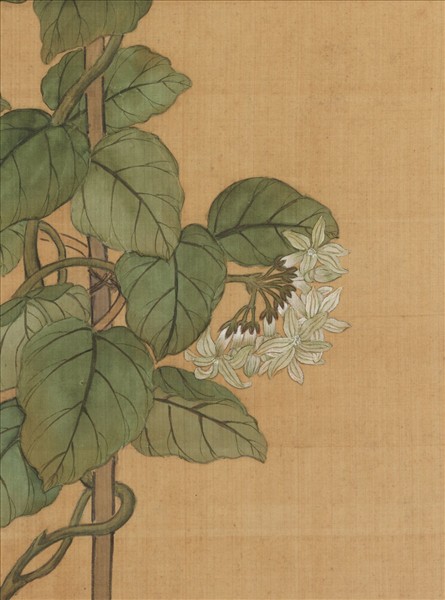 清蔣廷錫月來香圖　軸