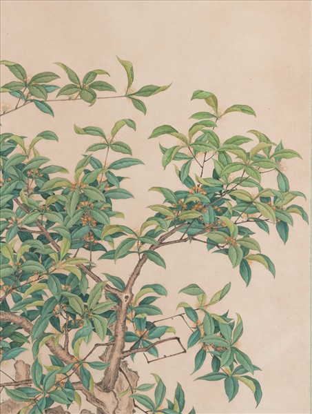 清張愷畫盆桂　軸