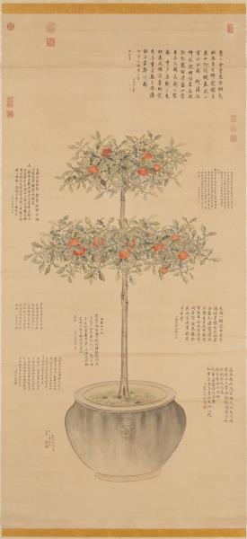 清余省仿御筆盆橘圖　軸