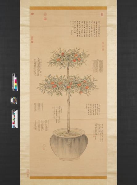 清余省仿御筆盆橘圖　軸