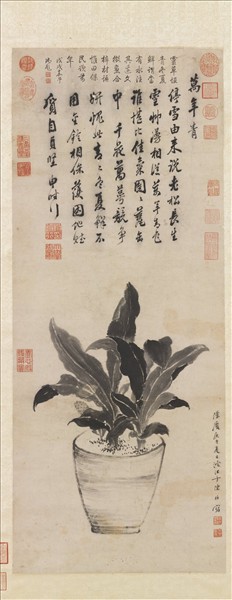 明陳栝畫萬年青　軸