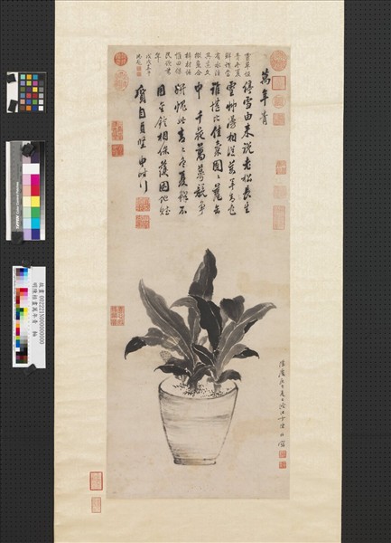 明陳栝畫萬年青　軸