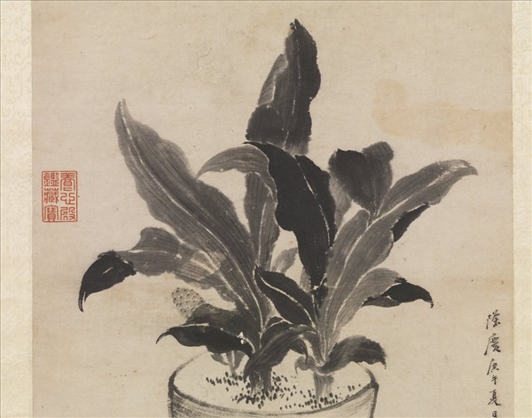 明陳栝畫萬年青　軸