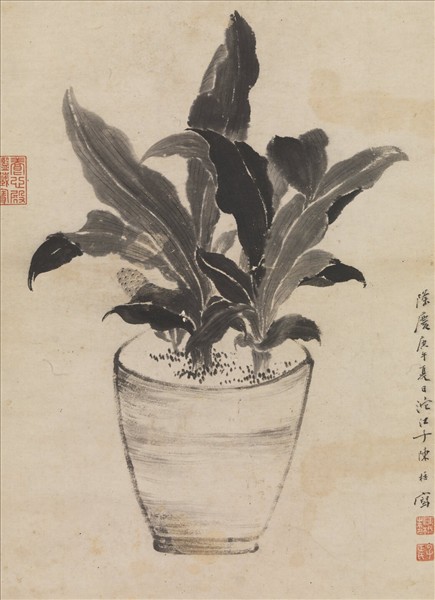 明陳栝畫萬年青　軸