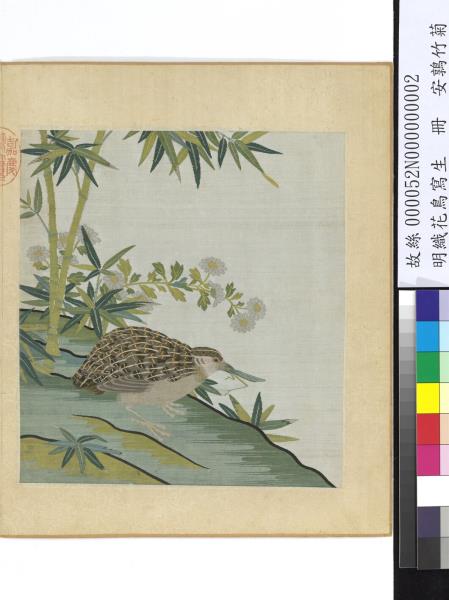 明織花鳥寫生　冊　鵪鶉竹菊