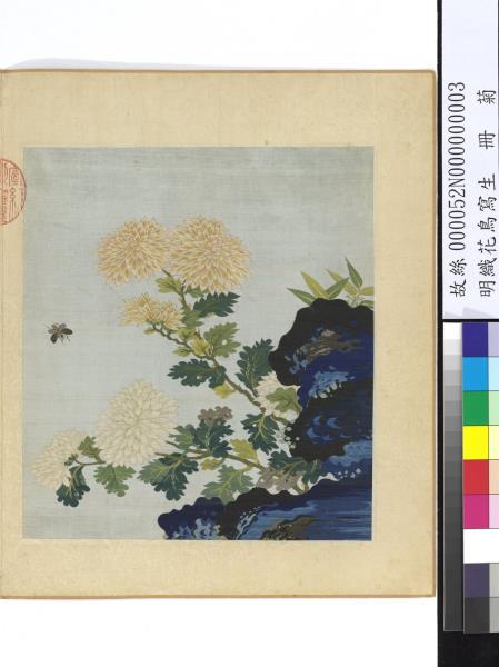 明織花鳥寫生　冊　菊