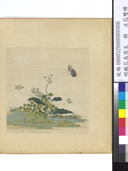明織花鳥寫生　冊　豆花雙蝶