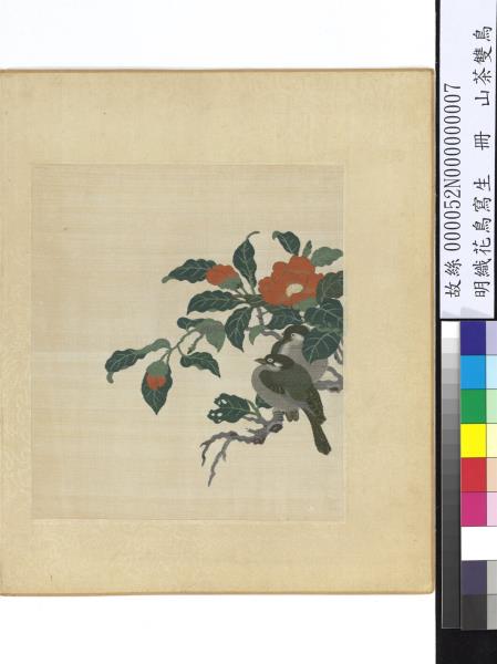 明織花鳥寫生　冊　山茶雙鳥