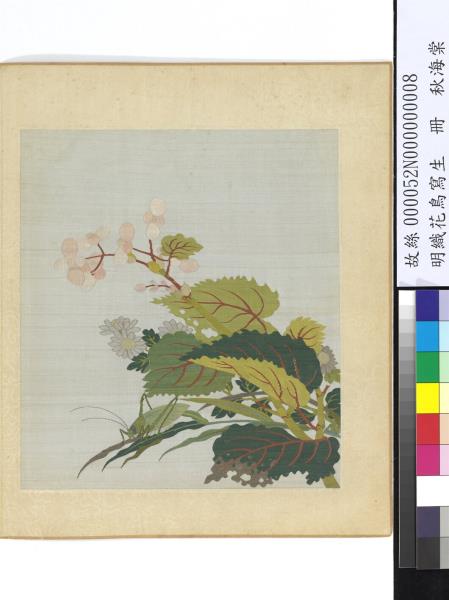 明織花鳥寫生　冊　秋海棠