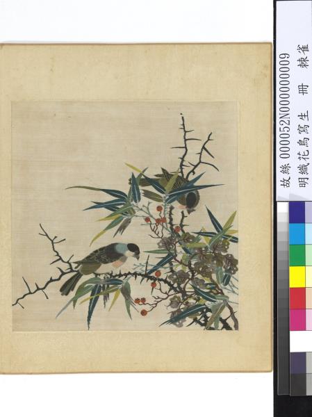 明織花鳥寫生　冊　棘雀