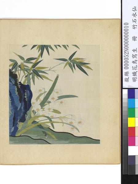 明織花鳥寫生　冊　竹石水仙