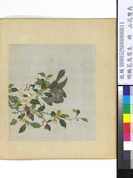 明織花鳥寫生　冊　山花雙鳥