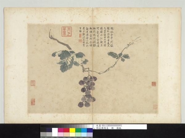 明沈周寫生　冊　蒲桃