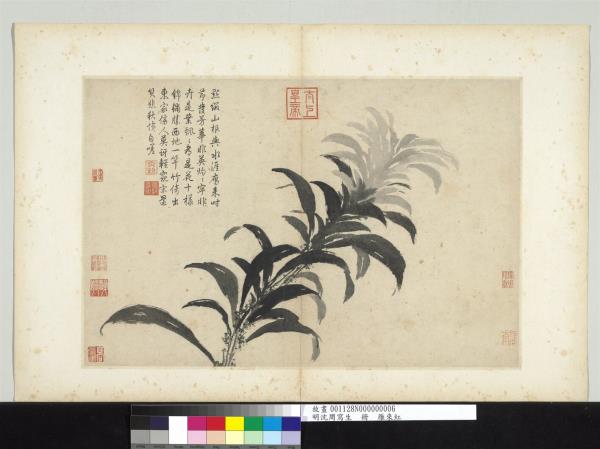 明沈周寫生　冊　雁來紅