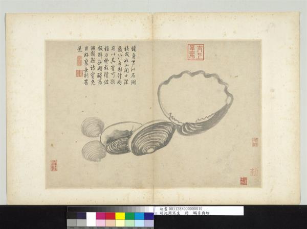 明沈周寫生　冊　蠣房與蛤