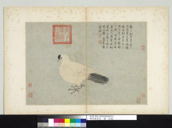 明沈周寫生　冊　白鴿