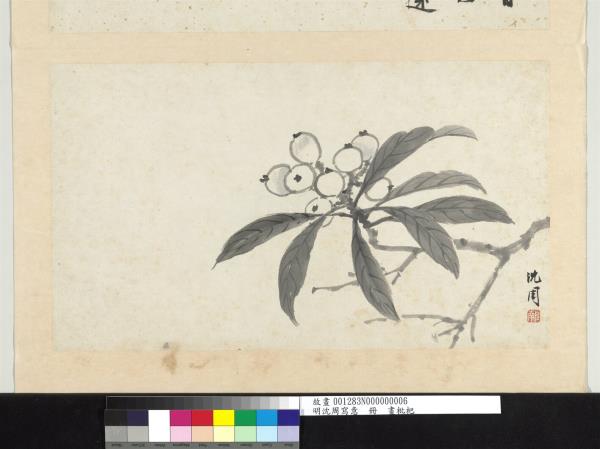 明沈周寫意　冊　畫枇杷