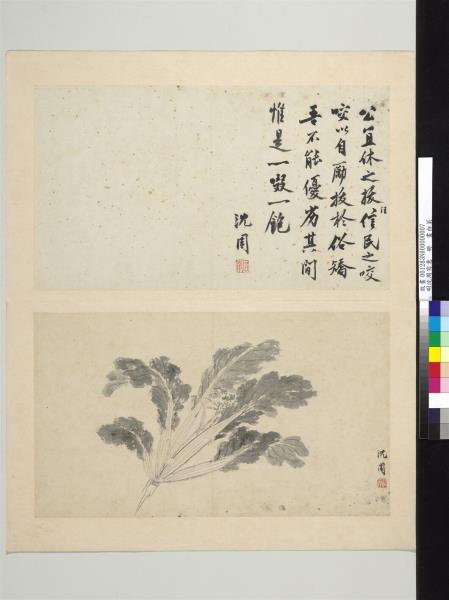 明沈周寫意　冊　畫白菜