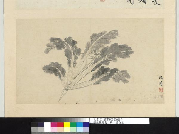明沈周寫意　冊　畫白菜