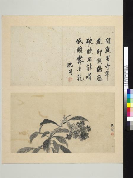 明沈周寫意　冊　雞冠花