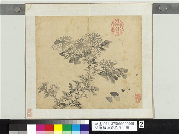 明陳栝四時花卉　冊　菊花