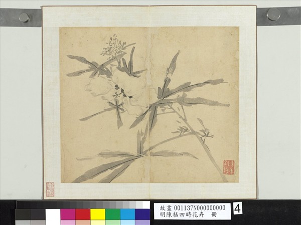 明陳栝四時花卉　冊　秋葵