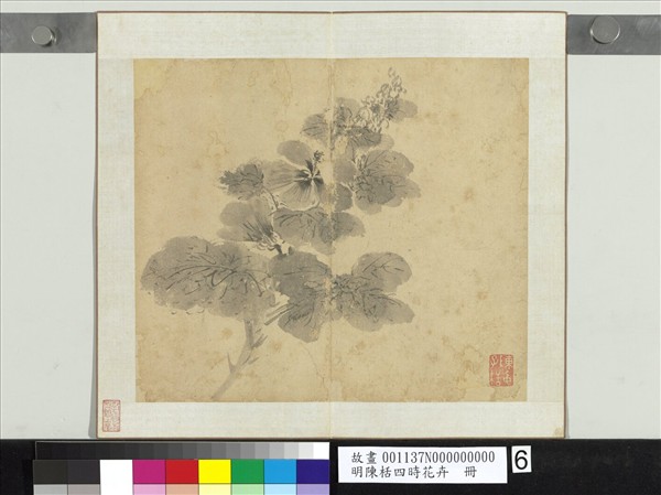 明陳栝四時花卉　冊　戎葵