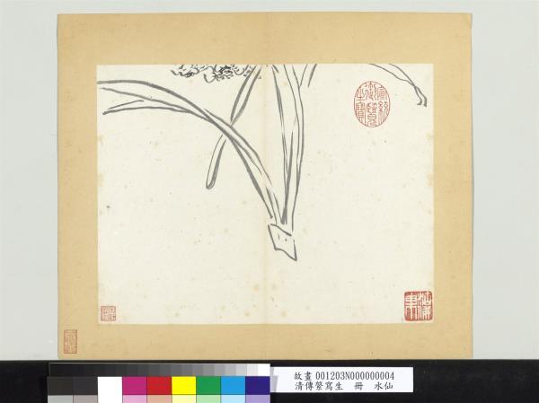 清傳綮寫生　冊　水仙