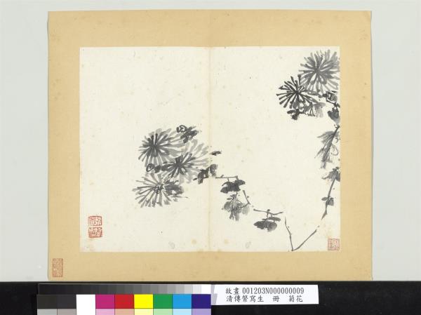 清傳綮寫生　冊　菊花