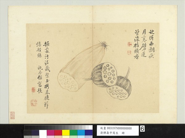 清惲壽平寫生　冊　蓮藕