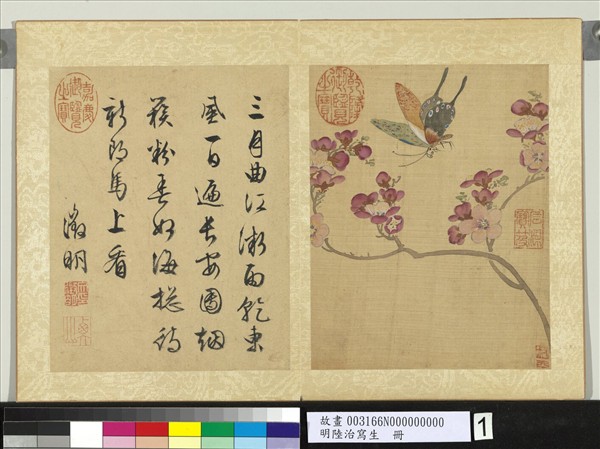 明陸治寫生　冊　杏花蝶蛾