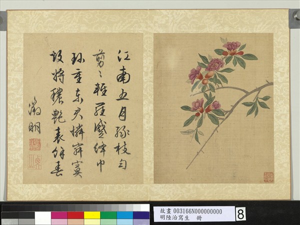 明陸治寫生　冊　石榴花開