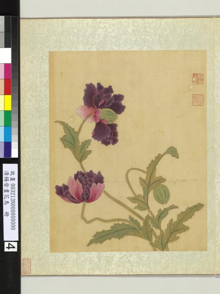 清楊晉畫花鳥　冊　米囊花