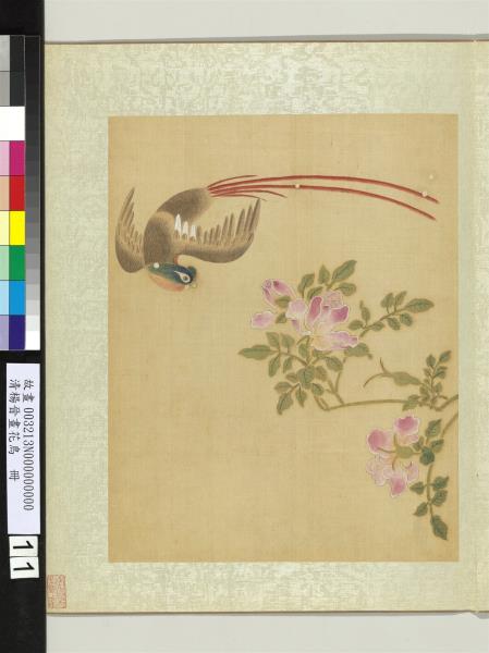 清楊晉畫花鳥　冊　薔薇綬帶鳥