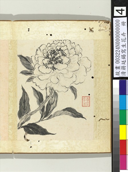 清蔣廷錫寫生花卉　冊　芍藥