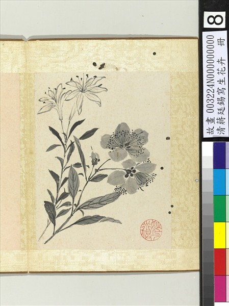 清蔣廷錫寫生花卉　冊　山丹金絲桃