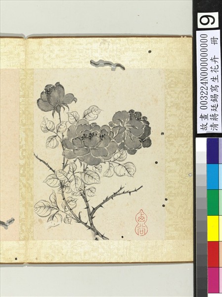 清蔣廷錫寫生花卉　冊　月季