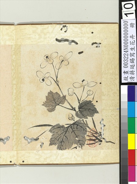 清蔣廷錫寫生花卉　冊　秋海棠