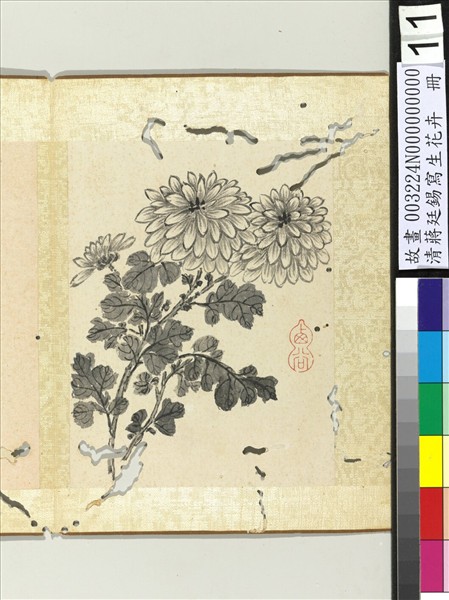 清蔣廷錫寫生花卉　冊　菊花