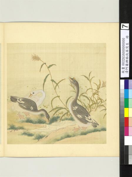 清阿爾粺臨仇英寫生　冊　鵝蘆葦