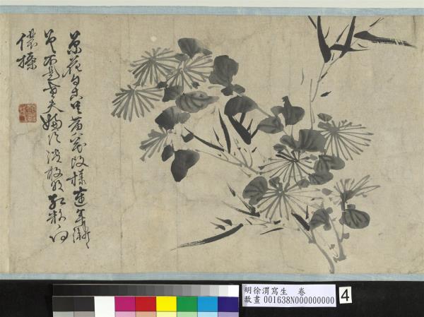 明徐渭寫生　卷