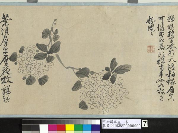 明徐渭寫生　卷