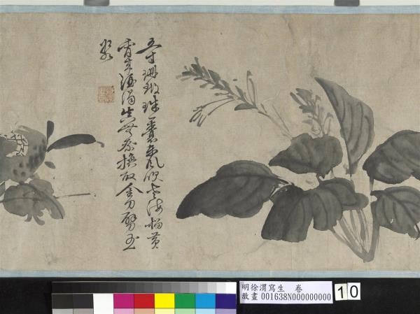 明徐渭寫生　卷