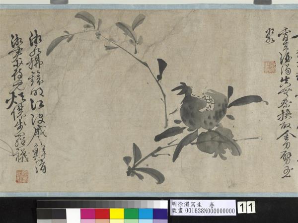 明徐渭寫生　卷