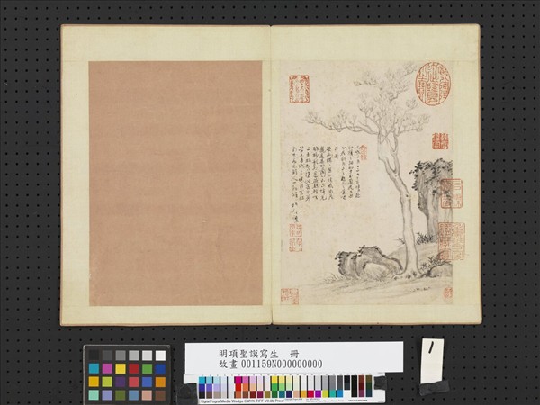 明項聖謨寫生　冊　玉蘭