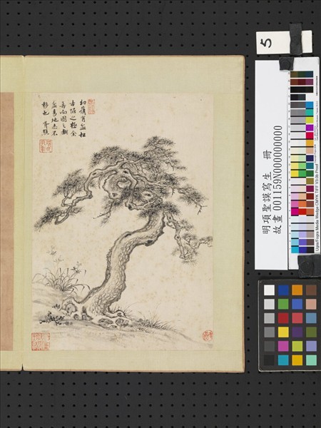 明項聖謨寫生　冊　古松